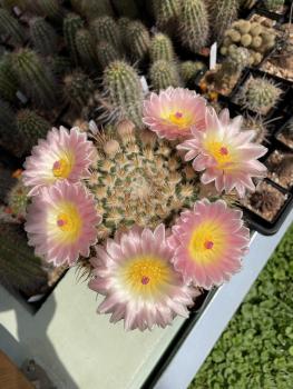 Notocactus roseoluteus